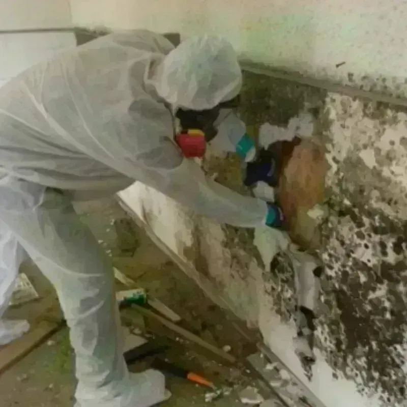 Mold Remediation and Removal in Miller County, AR